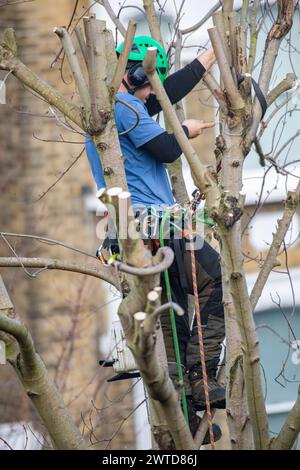 Ein Baumchirurg arbeitet an einem Baum in London Stockfoto