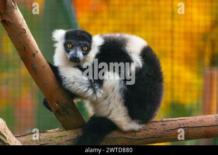 Schwarz-weiß geraffte Lemur (Varecia variegata) sitzt auf einem Baum und blickt in die Kamera. Es ist eine bedrohte Art, die in Madagaskar endemisch ist. Stockfoto