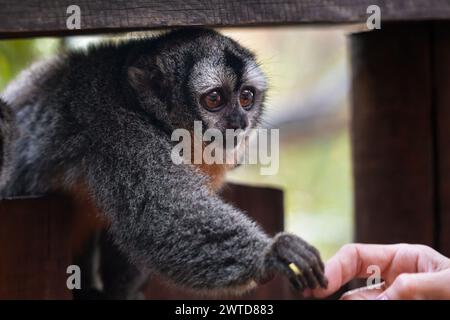 Niedlicher dreigestreifter Nachtaffe, der Hände mit einem Menschen hält. Freundlicher neugieriger Affe, der einen Finger eines Parkbesuchers berührt. Aotus trivirgatus. Stockfoto