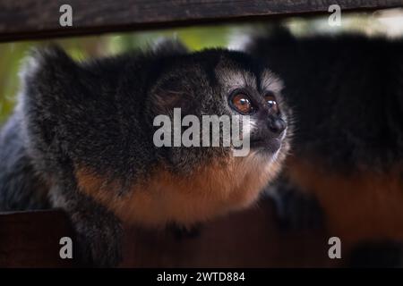 Entzückender dreistreifiger Nachtaffen, der neugierig auf etwas blickt. Freundliche neugierige Affen aus der Nähe. Nördliche Nacht- oder Eulenaffen. Stockfoto