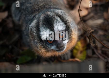 Niedlicher dreistreifiger Nachtaffe, der neugierig nach oben blickt. Freundliche neugierige Affen aus der Nähe. Nördliche Eulenaffen aus Südamerika. Stockfoto