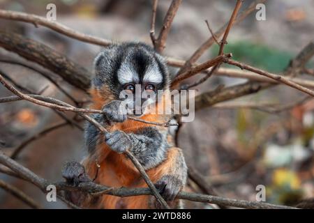 Niedliches, dreistreifiges Nachtaffen-Baby-Spiel. Freundlicher neugieriger verspielter Affe. Aotus trivirgatus, auch bekannt als nördlicher Nachtaffe. Stockfoto