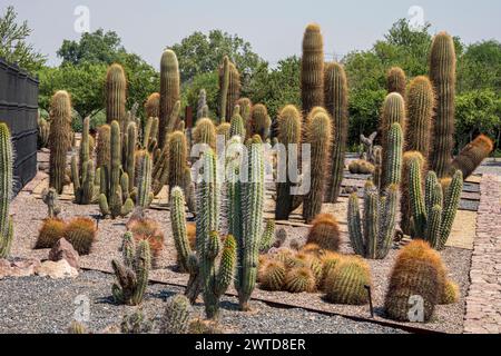 Kakteen im botanischen Garten, Parque Quilapilún de Anglo American, Stockfoto