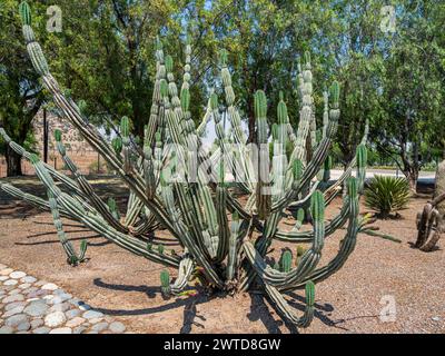 Kakteen im botanischen Garten, Parque Quilapilún de Anglo American, Stockfoto