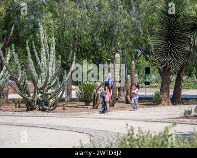 Kakteen im botanischen Garten, Parque Quilapilún de Anglo American, Stockfoto