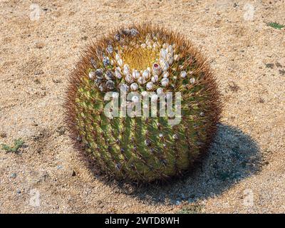 Kakteen im botanischen Garten, Parque Quilapilún de Anglo American, Stockfoto