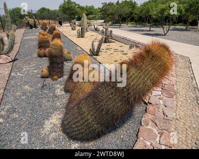 Kakteen im botanischen Garten, Parque Quilapilún de Anglo American, Stockfoto