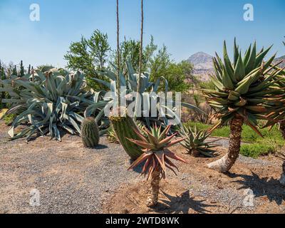 Kakteen im botanischen Garten, Parque Quilapilún de Anglo American, Stockfoto