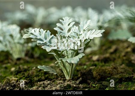 Das silberne Ragkraut ist eine halophile Pflanze. Silbriges Ragkraut ist eine schöne Blattpflanze, die einen schönen Hintergrund und Kontrast zum hellen flo bieten kann Stockfoto