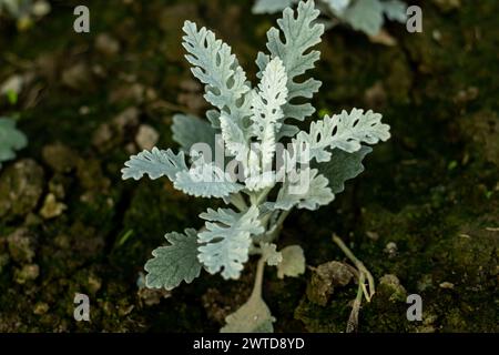 Silbriges Ragkraut ist eine schöne Blattpflanze, die einen schönen Hintergrund und Kontrast zu den hellen Blumen in Ihrem Garten bilden kann. Cineraria Maritima OR Stockfoto