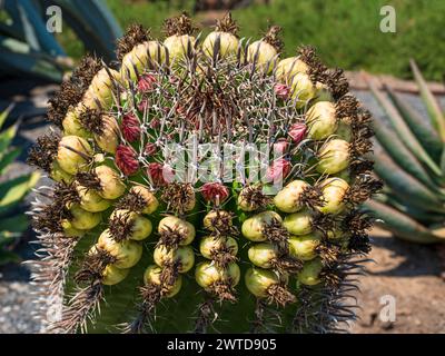 Kakteen im botanischen Garten, Parque Quilapilún de Anglo American, Stockfoto