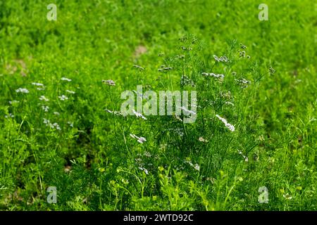 Die Korianderblüte ist eine kleine, essbare und reich an Vitamin A und Vitamin C. die kleinen Blüten sind rosa oder weiß und werden in Dolbel c geboren Stockfoto