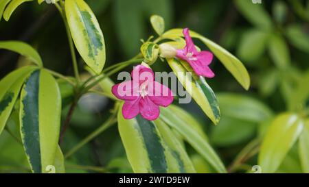 Ravenia spectabilis (Lemonia spectabilis, Ravenia rosea) variegated ist ein Zierstrauch, der hellrosa, flache Blüten hervorbringt Stockfoto