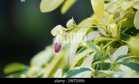 Ravenia spectabilis (Lemonia spectabilis, Ravenia rosea) variegated ist ein Zierstrauch, der hellrosa, flache Blüten hervorbringt Stockfoto