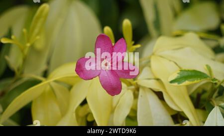 Ravenia spectabilis (Lemonia spectabilis, Ravenia rosea) variegated ist ein Zierstrauch, der hellrosa, flache Blüten hervorbringt Stockfoto