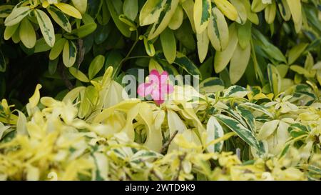 Ravenia spectabilis (Lemonia spectabilis, Ravenia rosea) variegated ist ein Zierstrauch, der hellrosa, flache Blüten hervorbringt Stockfoto