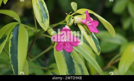 Ravenia spectabilis (Lemonia spectabilis, Ravenia rosea) variegated ist ein Zierstrauch, der hellrosa, flache Blüten hervorbringt Stockfoto