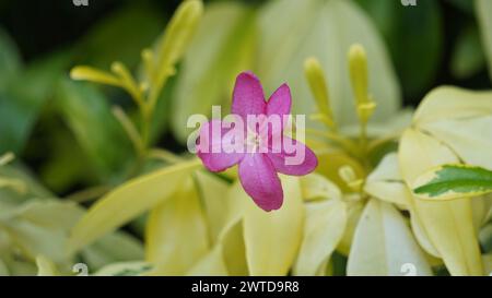 Ravenia spectabilis (Lemonia spectabilis, Ravenia rosea) variegated ist ein Zierstrauch, der hellrosa, flache Blüten hervorbringt Stockfoto