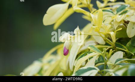 Ravenia spectabilis (Lemonia spectabilis, Ravenia rosea) variegated ist ein Zierstrauch, der hellrosa, flache Blüten hervorbringt Stockfoto