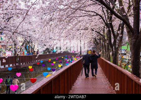 Touristen und Kirschen blühen im Frühling an einem regnerischen Tag im Jinhae Gunhangje Festival, jinhae, Südkorea. Stockfoto