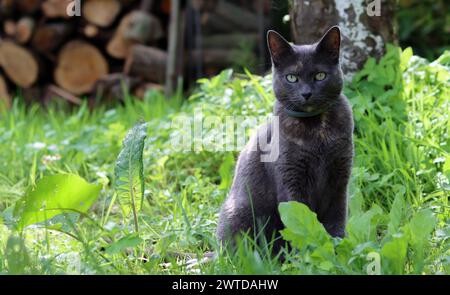 Graue Katze versteckt sich im Sommer im Gras im Garten. Selektiver Fokus. Katze in Farnblättern. Stockfoto