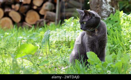 Graue Katze, die auf grünem Gras in einem Garten sitzt. Sommer auf dem Land. Niedliche Katze, die auf grüner Wiese spielt. Stockfoto
