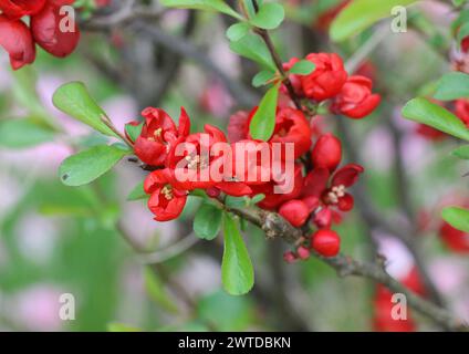 Eine Nahaufnahme der Blüten der blühenden Quitte, Chaenomeles, im Frühling Stockfoto