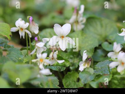 Eine Nahaufnahme von Viola Odorata Alba, Weiße süße Veilchen Stockfoto