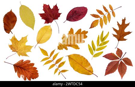 Sortiment von bunten Herbstblättern isoliert auf weißem Hintergrund. Sammlung von vielen verschiedenen Herbstblättern für Design. Stockfoto