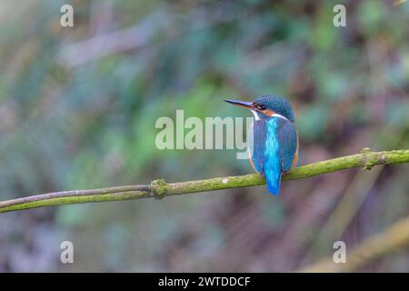 Kingfisher, Alcedo hat das hier auf einem Ast Stockfoto