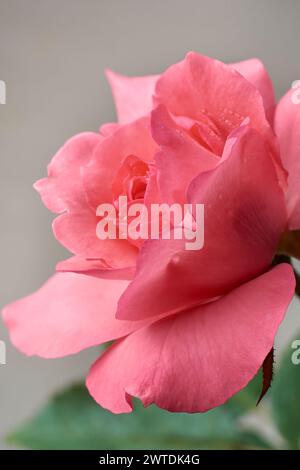 Nahaufnahme der rosafarbenen Rose, zeitloses Symbol der Liebe und Zuneigung, Seitenansicht mit lebendigen Farben und detaillierter, schöner Blüte, selektiver Fokus Stockfoto