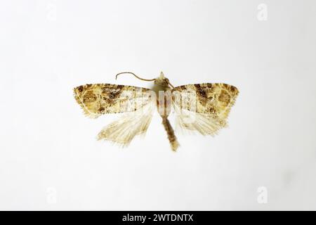 Europäische Weinrebenmotte, Weinrebenmotte (Lobesia botrana). Vorbereitetes Exemplar in Museumssammlung. Stockfoto