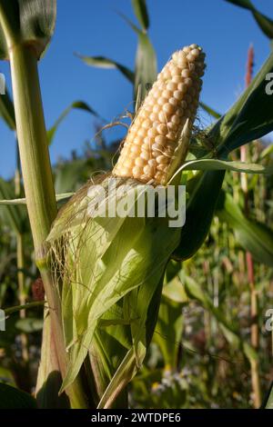 Reifung einohriger Mais auf dem Feld, Surrey, England Stockfoto