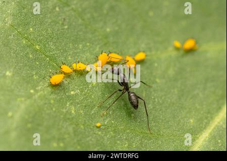 Ameise, die Honigtau-Sekretion der Blattläuse aus ihrem Bauch holen. Die symbiotische Beziehung zwischen Ameisen und Blattläusen. Stockfoto