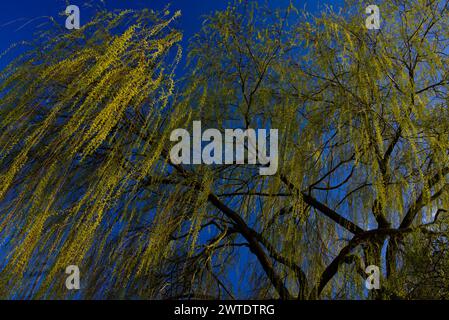Weitwinkelblick in die Spitze einer Trauerweide (Salix babylonica) mit blühenden Zweigen in goldgelben Farben vor einem klaren blauen Himmel Stockfoto