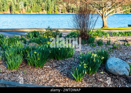 Neu gekeimte Narzissen Blüten am Lake Washington in Seattle. Stockfoto