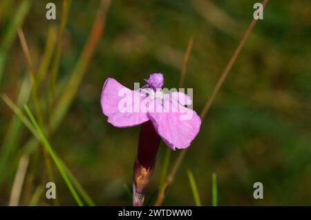 Cheddar Pink „Dianthus gratianopolitanus“ blüht am Rand der Cheddar Gorge in Somerset, Großbritannien Stockfoto