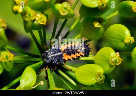 Larven des Harlekin Marienkäfers 'Harmonia axyridis', auf einer Pflanze in einem Kleingarten. Sie sind sowohl räuberisch als auch kannibalistisch. Somerset UK Stockfoto