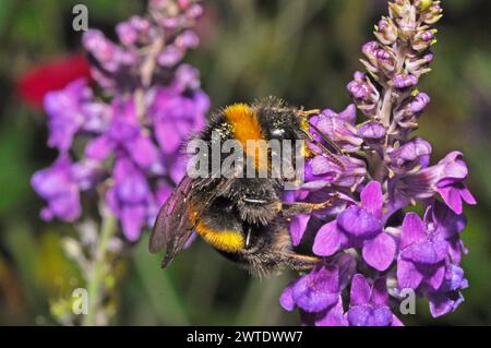 Nahaufnahme einer kleinen Hummel, die im Sommer in einem Somerset-Garten eine Purple Toadflax' Linaria purpuea' Blüte bestäubt. Stockfoto