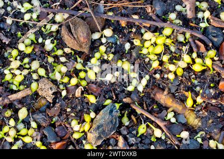 Wenig blühender Lauch (allium paradoxum), Nahaufnahme mit Bullen aus den Pflanzen des Vorjahres, die auf einem Waldboden zu sprießen und zu keimen begannen. Stockfoto