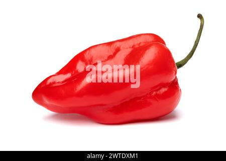 Einzelne frische rohe rote Adjuma-Pfeffer Nahaufnahme isoliert auf weißem Hintergrund Stockfoto