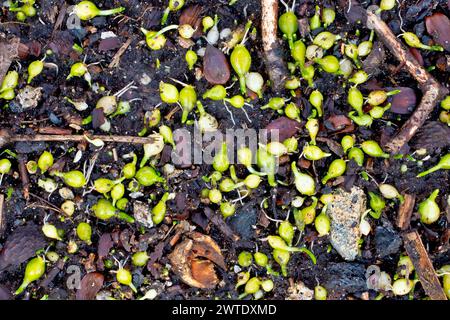 Wenig blühender Lauch (allium paradoxum), Nahaufnahme mit Bullen aus den Pflanzen des Vorjahres, die auf einem Waldboden zu sprießen und zu keimen begannen. Stockfoto