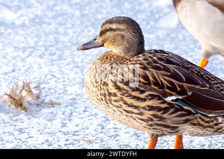 Stockenten (anas platyrhynchos), Nahaufnahme eines Weibchens der gewöhnlichen Ente, das auf einem gefrorenen Teich steht, ein bekannter Anblick im ganzen Vereinigten Königreich. Stockfoto