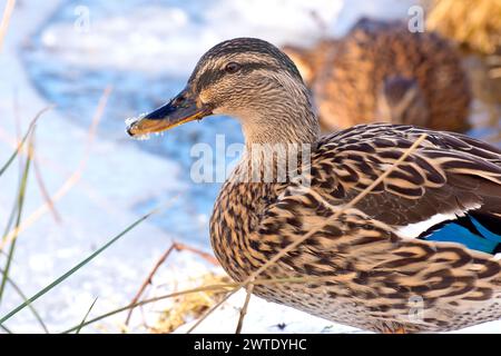 Stockenten (anas platyrhynchos), Nahaufnahme eines Weibchens der gewöhnlichen Ente, das sich um die Ränder eines gefrorenen Teiches kümmert, ein bekannter Anblick in ganz Großbritannien. Stockfoto