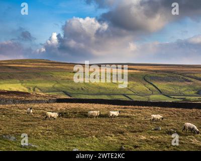 Eine Schafherde auf offenem Moor, mit einer Trockenmauer und einem Hügel in der Ferne. Es ist ein abgelegener Ort. Stockfoto