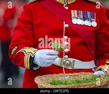 Mons Barracks, Aldershot, Hampshire, Großbritannien. März 2024. Das Regiment der Irish Guards versammelt sich in einer speziellen St. Patrick's Day Parade und Feier in Aldershot. Die Parade ist ein Höhepunkt des Jahres für dieses Zweirollen-Regiment. Lady Ghika, Ehefrau des Regimentsleutnant Colonel, Major General Sir Christopher Ghika, überreicht Shamrock an Offiziere, Seamus und Haftbefehler, die es wiederum entlang der Reihen ausstellen. Die Parade endet mit einem vormarsch, bei dem der Oberstleutnant des Regiments, Generalmajor Sir Christopher Ghika, den Gruß abnimmt. Kredit: Malcolm Park/Alamy Stockfoto