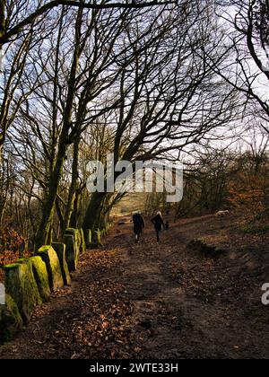 Ein paar Leute gehen mit einem Hund auf einem Weg durch einen Herbstwald. Die Leute haben den Rücken zur Kamera und es ist ein schöner Tag. Stockfoto