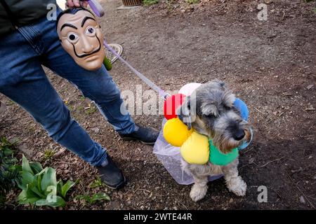 Krakau, Polen, 17. März 2024. Der Hund eines Demonstranten trägt einen weißen Rock der Ballerina, um Reinheit und Gefangenschaft während eines Protestes vor dem russischen Konsulat in Krakau am dritten Tag der russischen Präsidentschaftswahlen zu Mittag zu symbolisieren. Der russische Oppositionsführer, der vor kurzem im Gefängnis starb, Alexej Nawalny und dann seine Frau Julia Nawalna, riefen die Opposition an, um am 17. März Mittag zu den Wahlumfragen zu kommen, um dem russischen Präsidenten Wladimir Putin die Zahl der Gegner seiner Regierung zu zeigen. Es ist illegal und gefährlich, gegen die Regierung in Russland zu protestieren, deshalb Nawalny Stockfoto