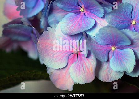 Nahaufnahme der separaten rosa/violetten Hortensie Blumen auf dem Kopf der Pflanze Stockfoto