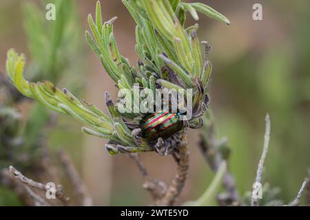 Ein Rosmarinkäfer in seiner natürlichen Umgebung. Stockfoto